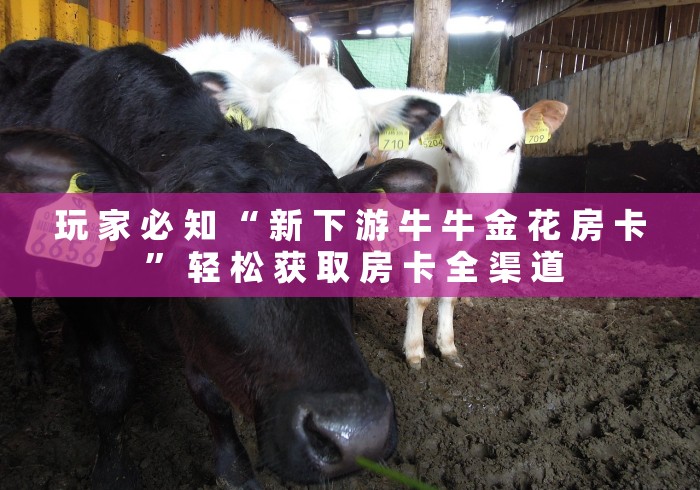 玩 家 必 知 “ 新 下 游 牛 牛 金 花 房 卡 ” 轻 松 获 取 房 卡 全 渠 道 玩 家 必 知 “ 新 下 游 牛 牛 金 花 房 卡 ” 轻 松 获 取 房 卡 全 渠 道