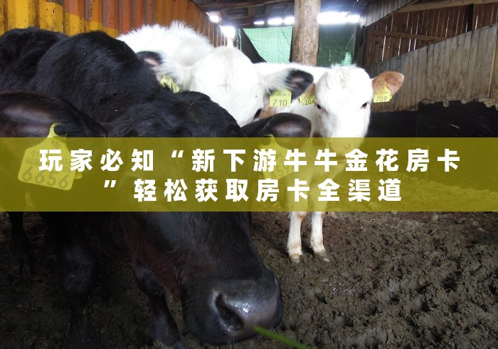 玩 家 必 知 “ 新 下 游 牛 牛 金 花 房 卡 ” 轻 松 获 取 房 卡 全 渠 道 玩 家 必 知 “ 新 下 游 牛 牛 金 花 房 卡 ” 轻 松 获 取 房 卡 全 渠 道